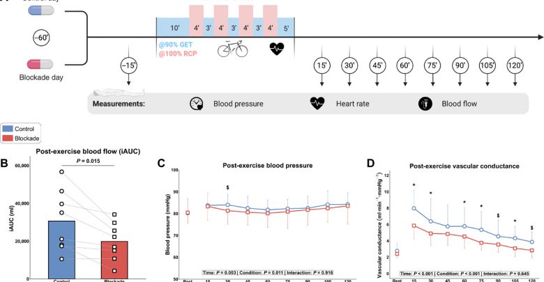 Histamine H1 and H2 receptors are essential transducers of the integrative exercise training response in humans