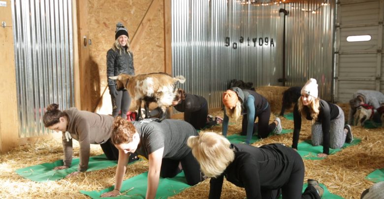 Inside the Original Goat Yoga business