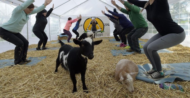 Goat yoga craze: Oregon yoga business goes viral