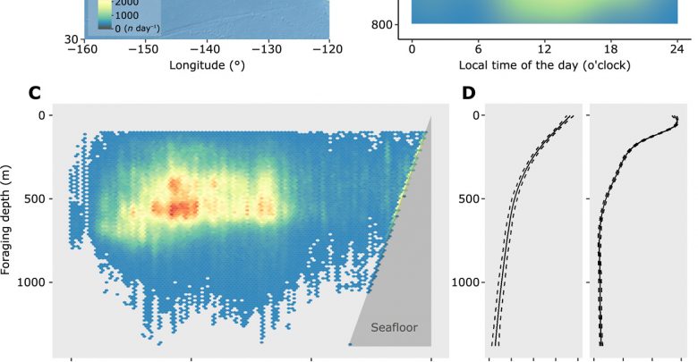 Forced into an ecological corner: Round-the-clock deep foraging on small prey by elephant seals