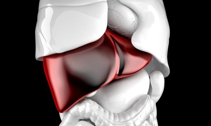 Highlighted liver