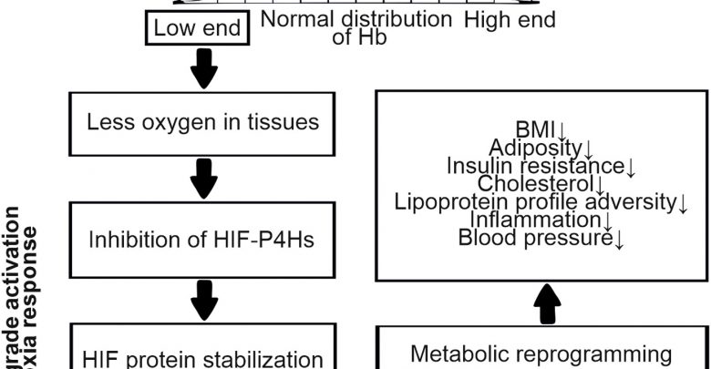 Systematic evaluation of the association between hemoglobin levels and metabolic profile implicates beneficial effects of hypoxia