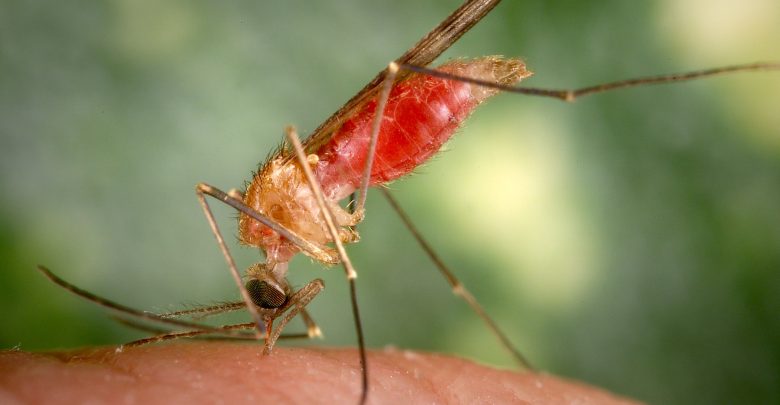 Anopheles gambiae