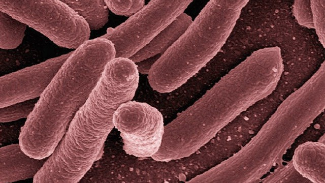 Improve treatment of tuberculosis |  Technology networks