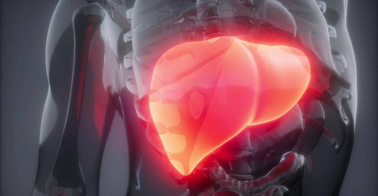 A computer rendering of a transparent body with the liver highlighted