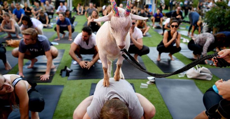Leave Goat Yoga Alone!