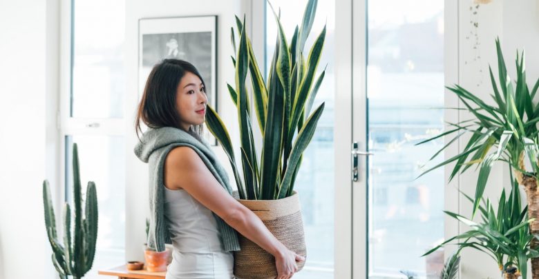 A woman carries a heavy potted plant at home