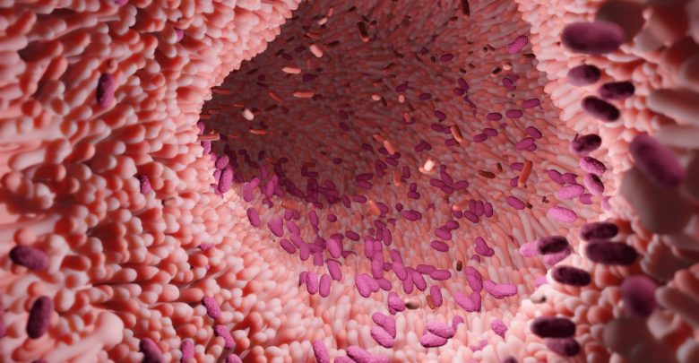 Gut With Firmicutes and Bacteroidetes Bacteria