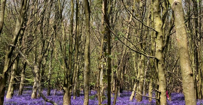 All The Reasons Why Your Physical and Mental Health Will Love Forest Bathing