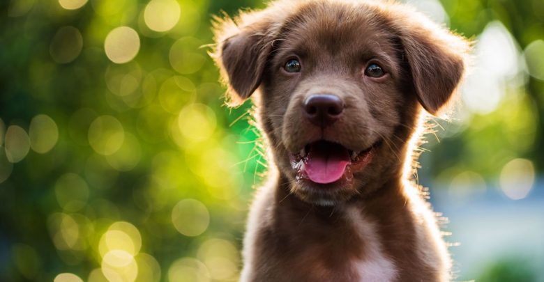 cute puppy