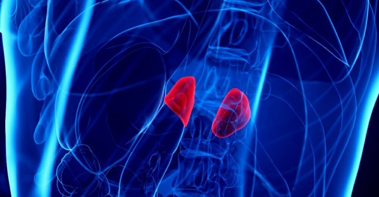Adrenal-Glands