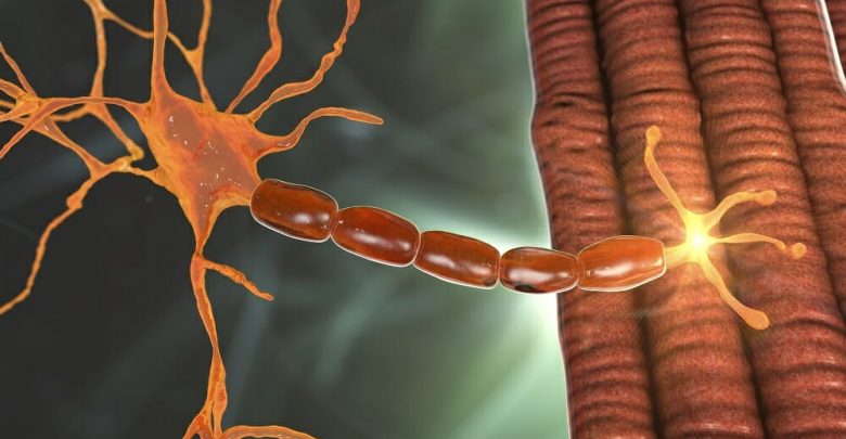 Spinal-Muscular-Atrophy-illustration