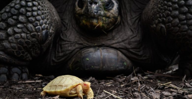 Many cold-blooded creatures don't age, studies show