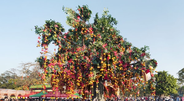 8 Festivals Around the World That Celebrate Trees
