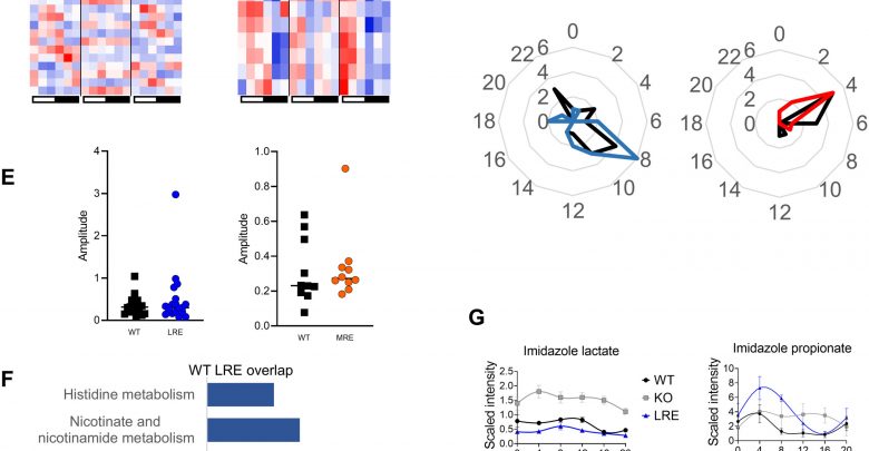 The central core clock machinery drives the majority of metabolic rhythms