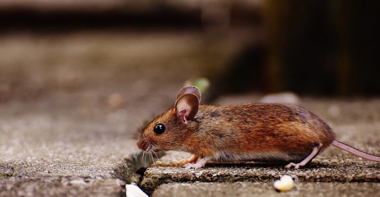 Researchers find significant sex-based differences in obesity treatment in mice