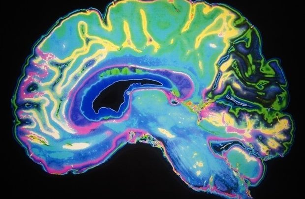 New gut-brain connection drives our desire for fatty foods