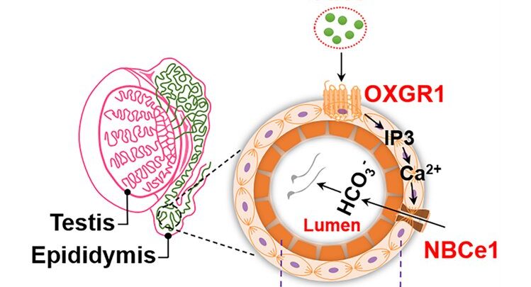 Examining the role of α-ketoglutaric acid (AKG) and its receptor OXGR1 in male sperm maturation