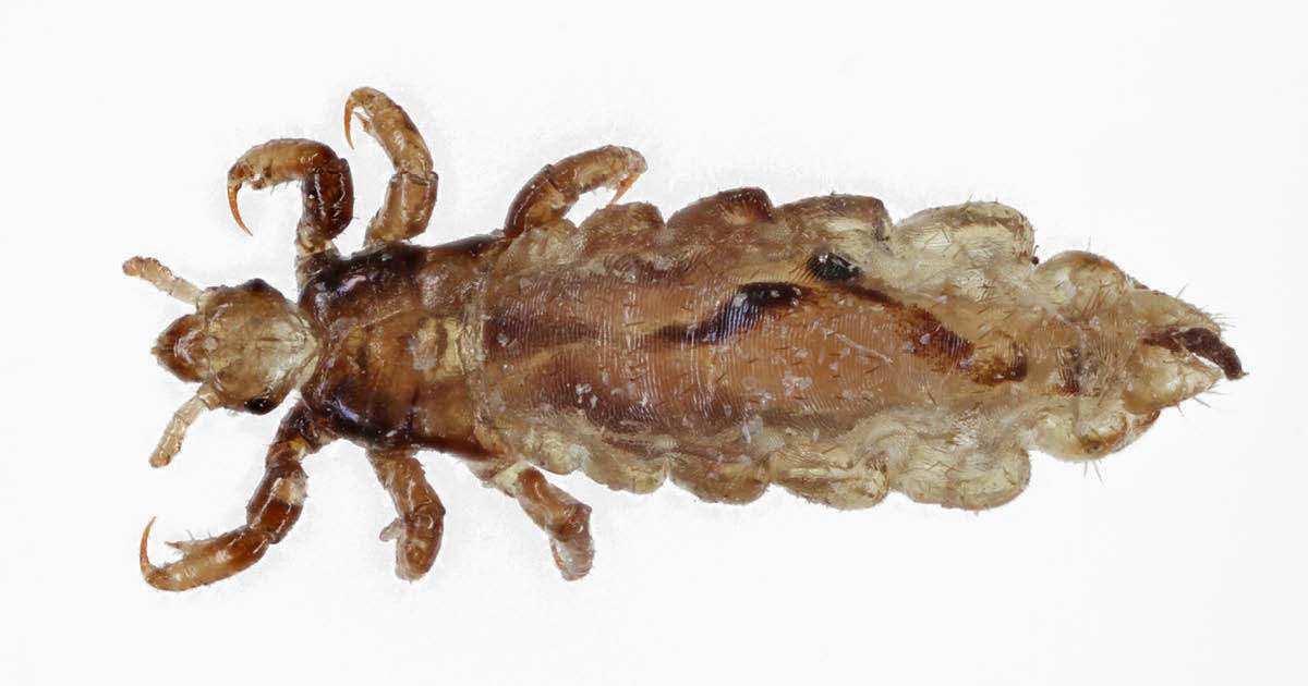 IDN0124Boodman_Graphic_01