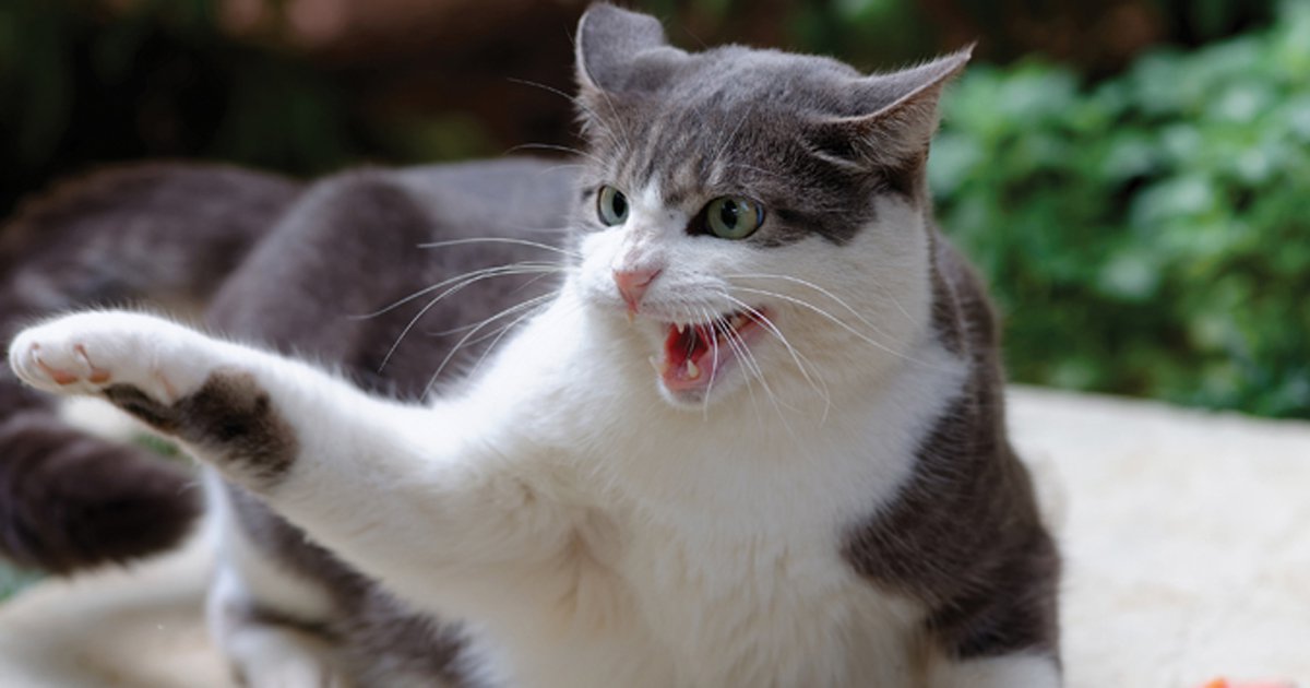Cat_hissing